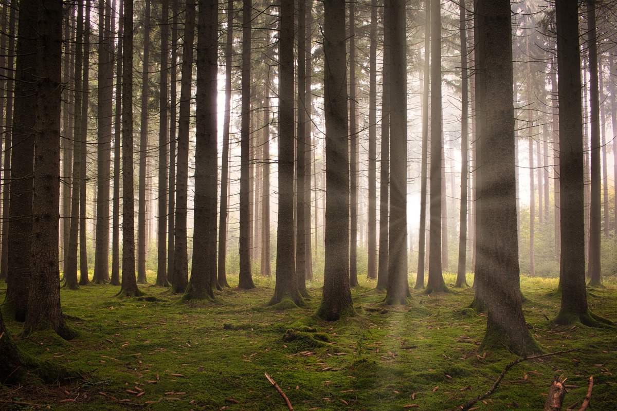 Forest trees