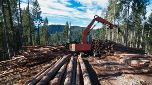 Sustainable timber management